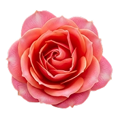 Composition florale